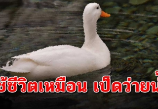 9 ข้อคิดดีมาก “หัดใช้ชีวิตให้เหมือนเป็ดว่ายน้ำ”