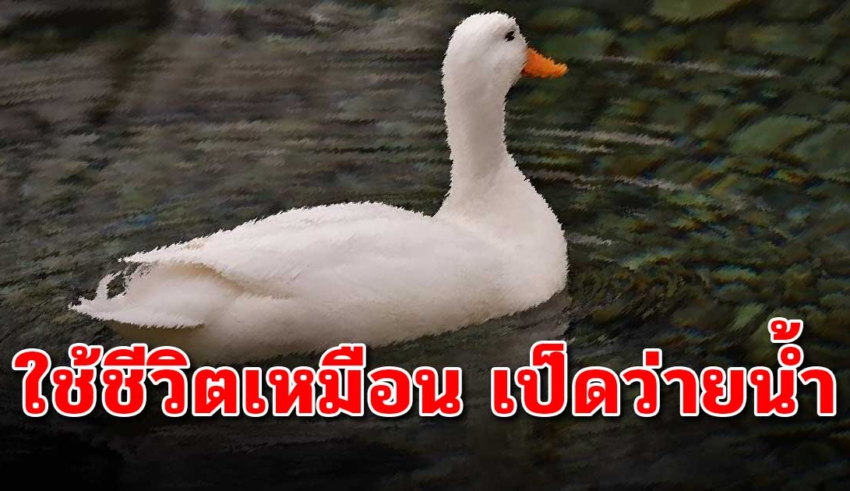 9 ข้อคิดดีมาก “หัดใช้ชีวิตให้เหมือนเป็ดว่ายน้ำ”