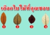 เลือกใบไม้หนึ่งใบสามารถบอกความเป็นตัวคุณตรงมาก