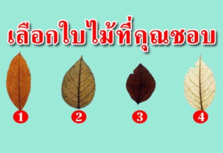 เลือกใบไม้หนึ่งใบสามารถบอกความเป็นตัวคุณตรงมาก