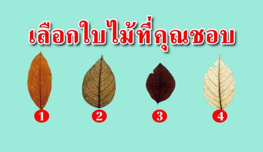 เลือกใบไม้หนึ่งใบสามารถบอกความเป็นตัวคุณตรงมาก