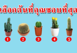 ต้นกระบองเพรชที่คุณชอบ บอกนิสัยแท้จริงได้