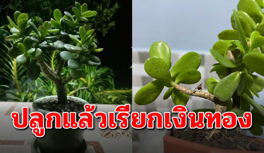 ต้นคลาสซูล่า แนะปลูกไว้ใส่กระถางในบ้าน โชคเข้าถึง เงินทองเข้าหา