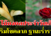 ต้นไม้มงคล ประจำวันเกิดทั้ง 7 วัน เรียกทรัพย์ รับโชคลาภ