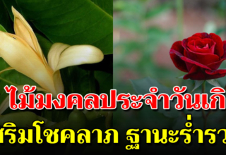 ต้นไม้มงคล ประจำวันเกิดทั้ง 7 วัน เรียกทรัพย์ รับโชคลาภ