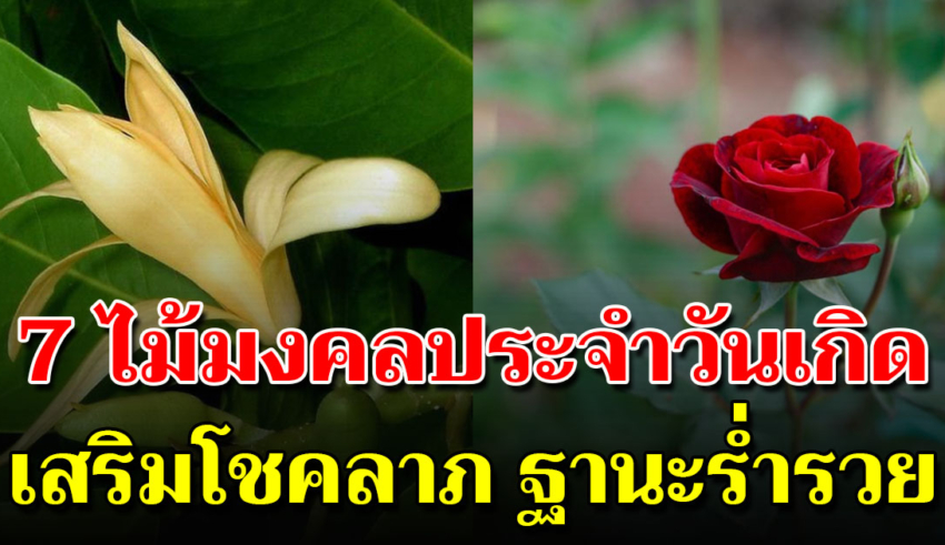 ต้นไม้มงคล ประจำวันเกิดทั้ง 7 วัน เรียกทรัพย์ รับโชคลาภ