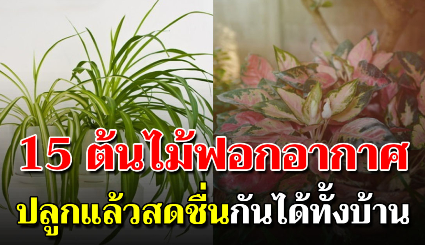 15 ต้นไม้ปลูกในห้องนอน หลับได้เต็มตา ตื่นมาก็สดชื่น