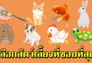 สัตว์ที่คุณเลือกนี่แหละ ตัวตนที่แท้ของคุณและสิ่งที่คนอื่นเห็น