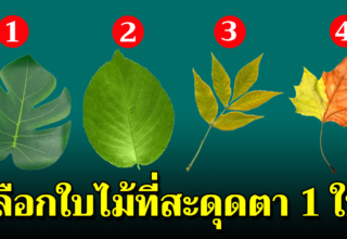 เลือกใบไม้ที่ชอบ 1 ใบ บ่งบอกถึงเบื้องลึกจิตใจแท้ๆได้