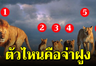 สิงโต 6 ตัว ตัวไหนคือจ่าฝูง และตัวไหนคือตัวที่ชอบ