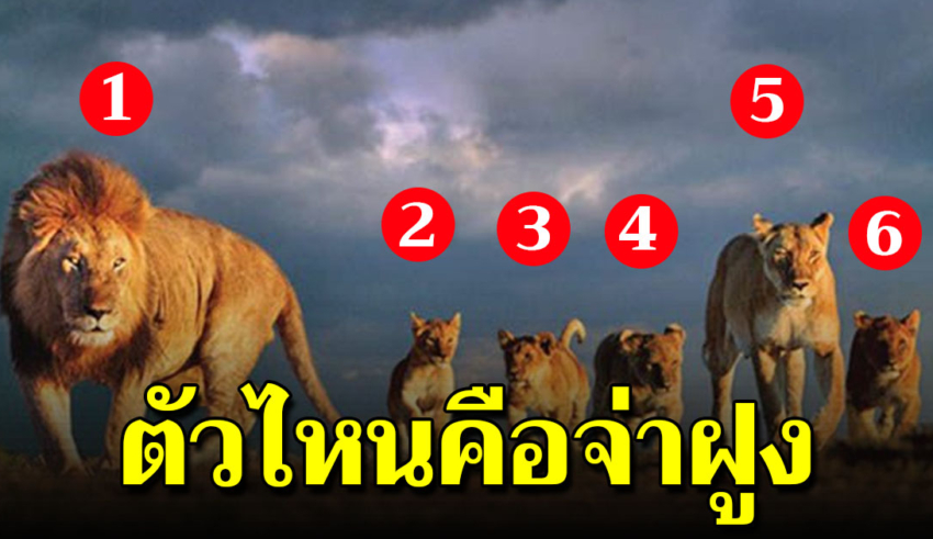 สิงโต 6 ตัว ตัวไหนคือจ่าฝูง และตัวไหนคือตัวที่ชอบ