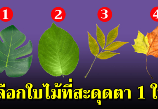 เลือกใบไม้ที่ชอบมา 1 ใบ แล้วจะรู้ว่าคุณเป็นคนแบบไหน