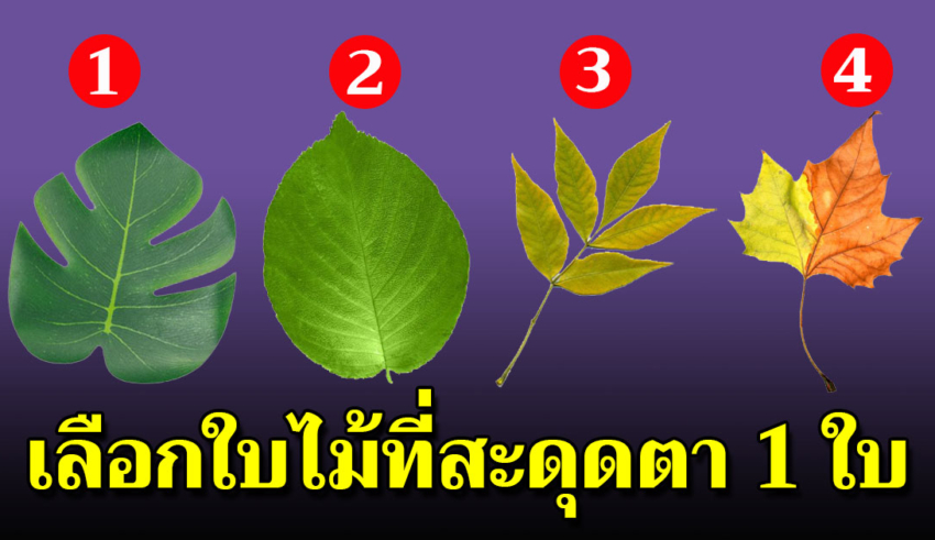 เลือกใบไม้ที่ชอบมา 1 ใบ แล้วจะรู้ว่าคุณเป็นคนแบบไหน