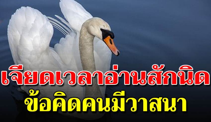 หงส์ไม่กินข้าวกับหมา จงโต้ตอบ ด้วยปัญญา เมื่อโดนดูถูก