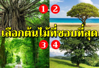 4 ต้นไม้ไหนที่ชอบที่สุด บอกได้ว่าใครเป็นที่พึ่งในชีวิตคุณ