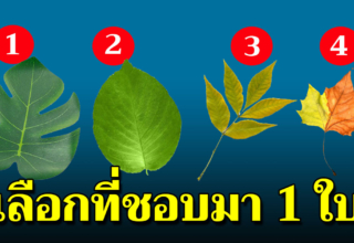 เลือกใบไม้ที่ชอบ 1 ใบ บ่งบอกความคิดลึกๆ ในใจได้