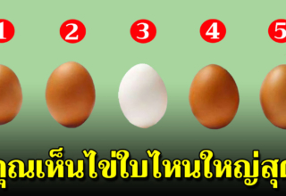 ไข่ใบไหนใหญ่สุด เลือกไข่มา 1 ใบ บอกได้ถึงบุคลิกที่ซ่อนอยู่ของคุณ