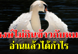 หงส์ไม่กินข้าวกับหมา จงโต้ตอบด้วยปัญญา เมื่อโดนดูถูก