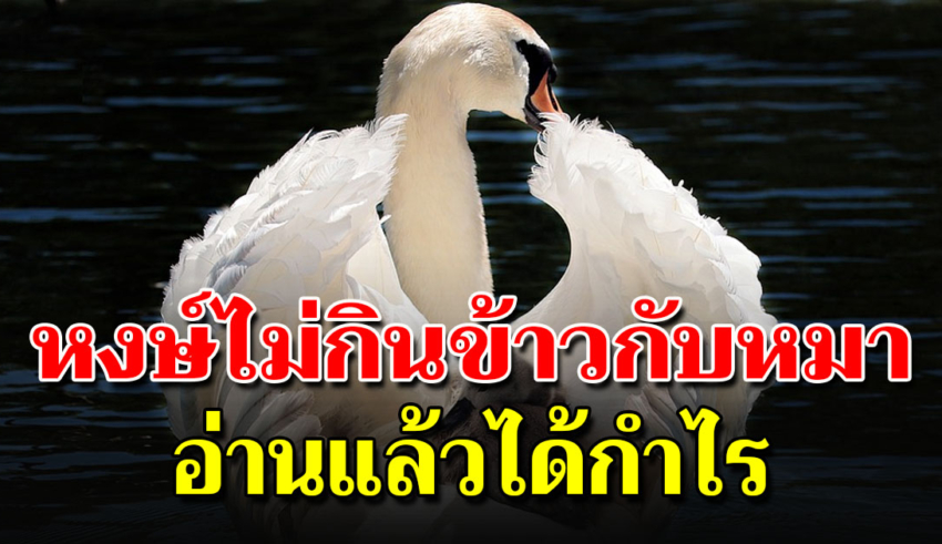 หงส์ไม่กินข้าวกับหมา จงโต้ตอบด้วยปัญญา เมื่อโดนดูถูก