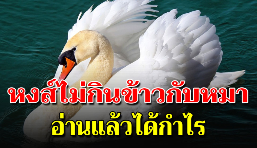 หงส์ไม่กินข้าวกับหมา จงโต้ตอบ ด้วยปัญญาเมื่อโดนดูถูก