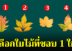 เลือกใบไม้ที่คุณชอบที่สุดมา 1 ใบ บอกได้ถึงเบื้องลึกในจิตใจคุณ