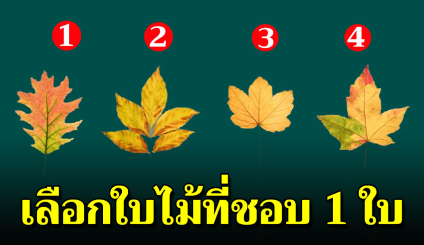 เลือกใบไม้ที่คุณชอบที่สุดมา 1 ใบ บอกได้ถึงเบื้องลึกในจิตใจคุณ