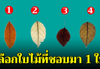 เลือกใบไม้ที่คุณชอบที่สุดมา 1 ใบ บอกได้ถึงเบื้องลึกในจิตใจคุณ