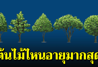 เพียงต้นไม้ 1 ต้น บอกลักษณะลึกๆ ที่แท้จริงของคนๆนั้นได้