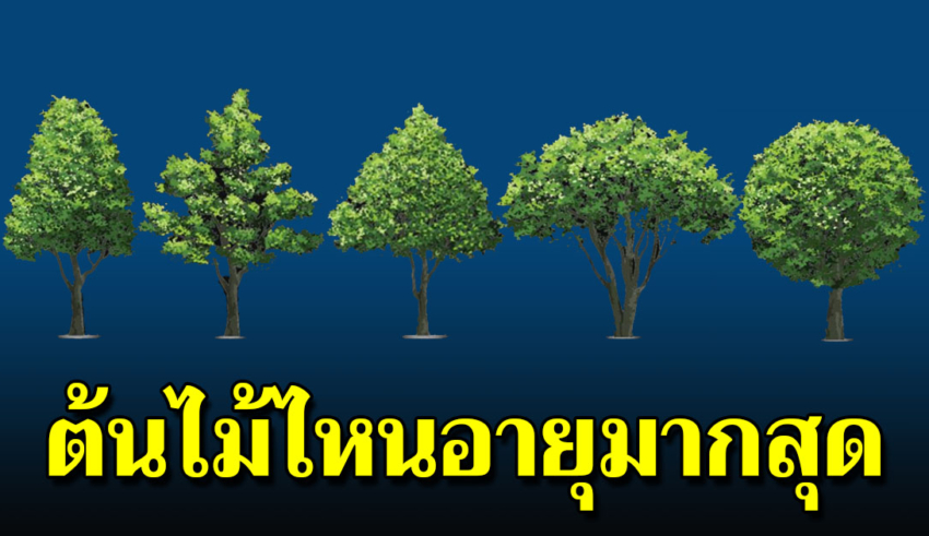 เพียงต้นไม้ 1 ต้น บอกลักษณะลึกๆ ที่แท้จริงของคนๆนั้นได้