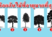 คุณคิดว่าต้นไม้ไหนที่มีอายุมากที่สุด สามารถบ่งบอกนิสัยของคุณได้