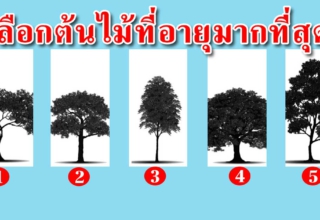 คุณคิดว่าต้นไม้ไหนที่มีอายุมากที่สุด สามารถบ่งบอกนิสัยของคุณได้