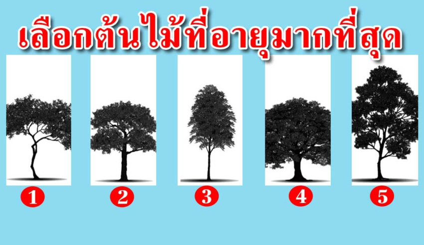 คุณคิดว่าต้นไม้ไหนที่มีอายุมากที่สุด สามารถบ่งบอกนิสัยของคุณได้