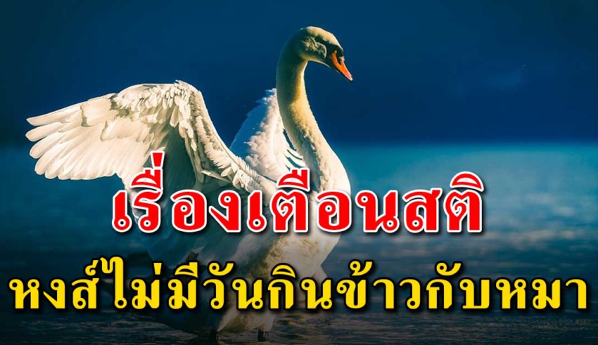 (เรื่องเตือนสติ) จงรู้ไว้หงส์ไม่มีวันกินข้าวกับหมา