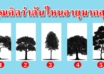 คุณคิดว่าต้นไม้ต้นไหนมีอายุมากที่สุด จะบ่งบอกนิสัยของคุณได้