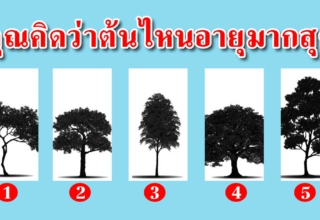 คุณคิดว่าต้นไม้ต้นไหนมีอายุมากที่สุด จะบ่งบอกนิสัยของคุณได้