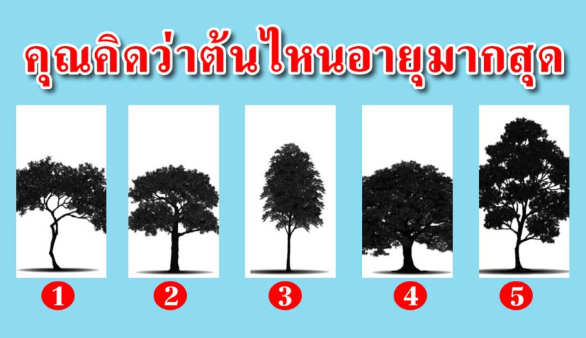 คุณคิดว่าต้นไม้ต้นไหนมีอายุมากที่สุด จะบ่งบอกนิสัยของคุณได้